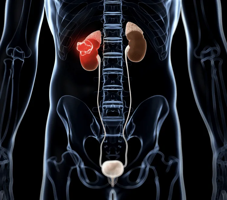 Illustration of the kidneys and urinary tract